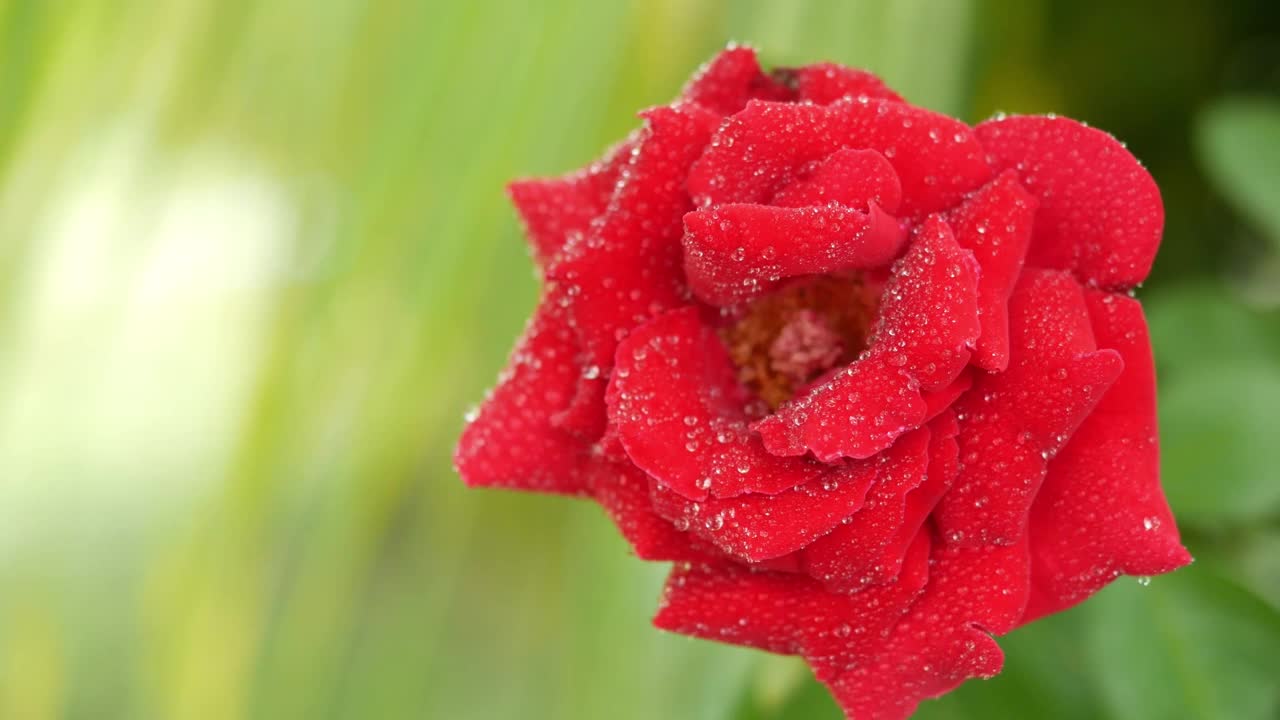 红玫瑰的俯视图。玫瑰和水滴的特写。红玫瑰花瓣与雨滴特写。红玫瑰。天然红玫瑰背景视频素材