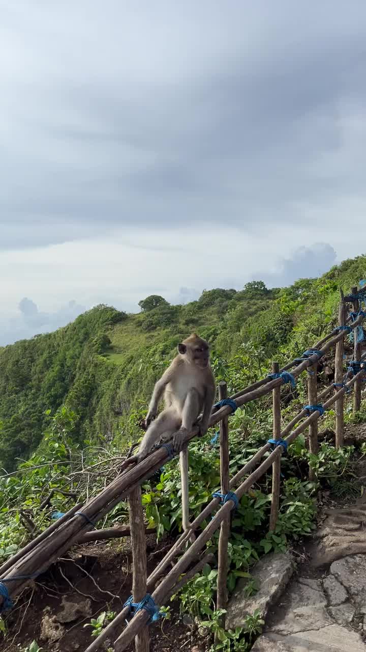 印度尼西亚巴厘岛努沙佩尼达，一只猴子坐在克林金海滩人行道附近的篱笆上视频下载