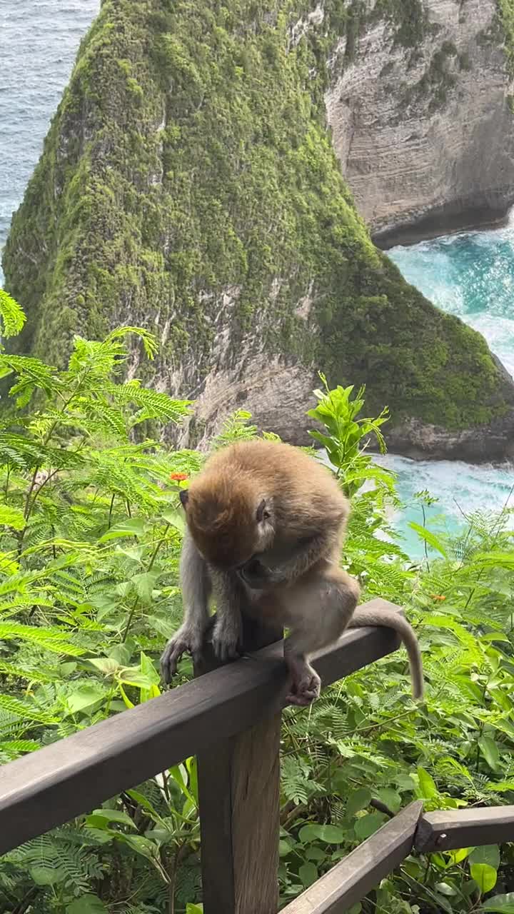 印度尼西亚巴厘岛努沙佩尼达，一只猴子坐在克林金海滩人行道附近的篱笆上视频下载