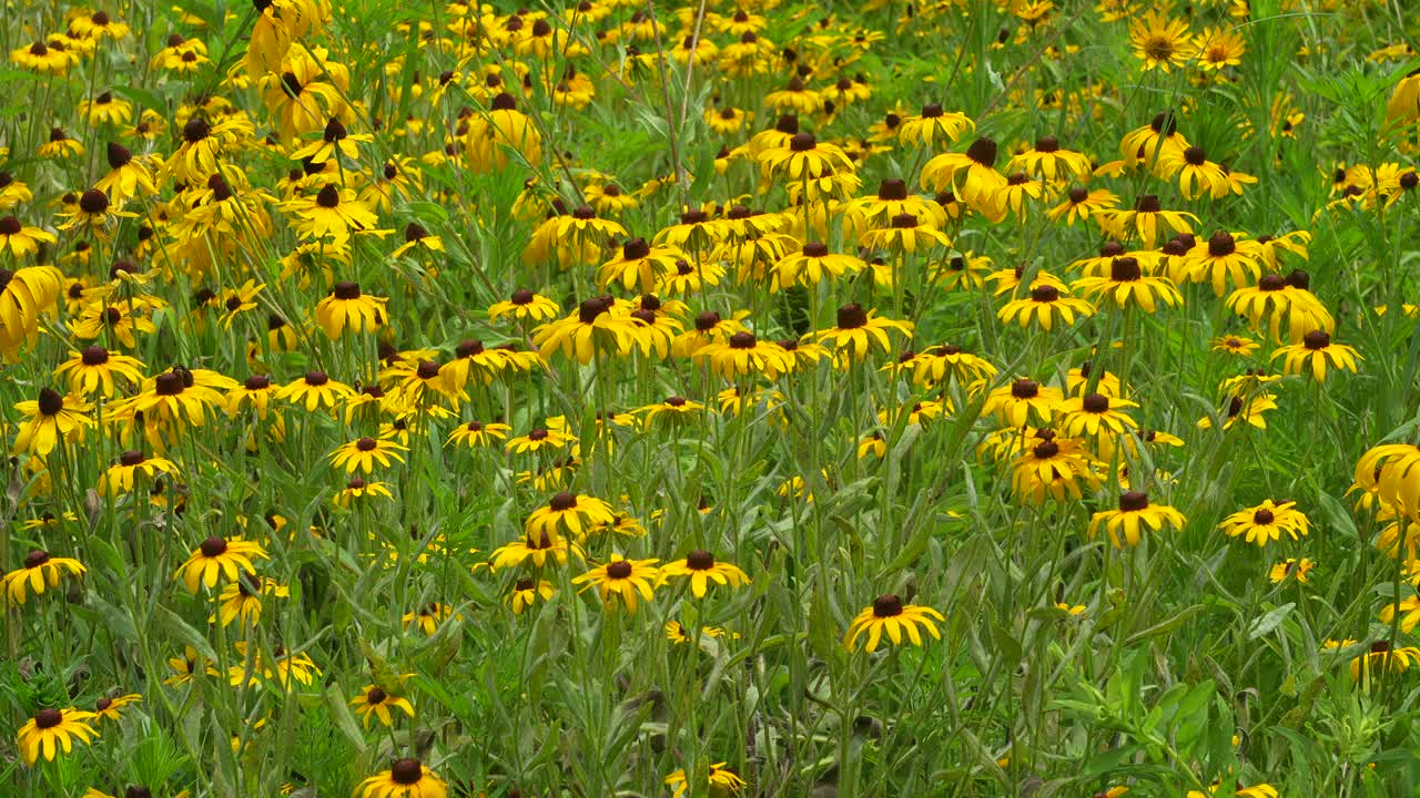 黑眼苏珊草地，Rudbeckia，在夏日的微风中摇曳视频下载