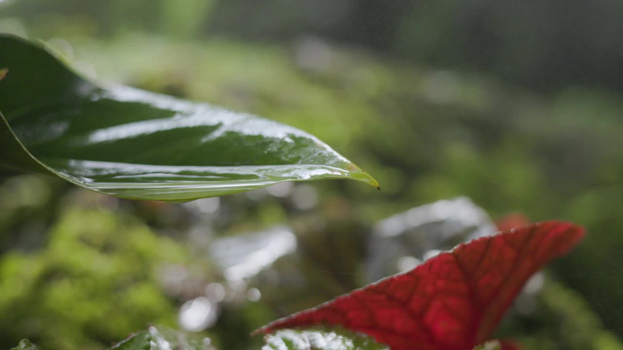 花园中的小瀑布特写视频素材