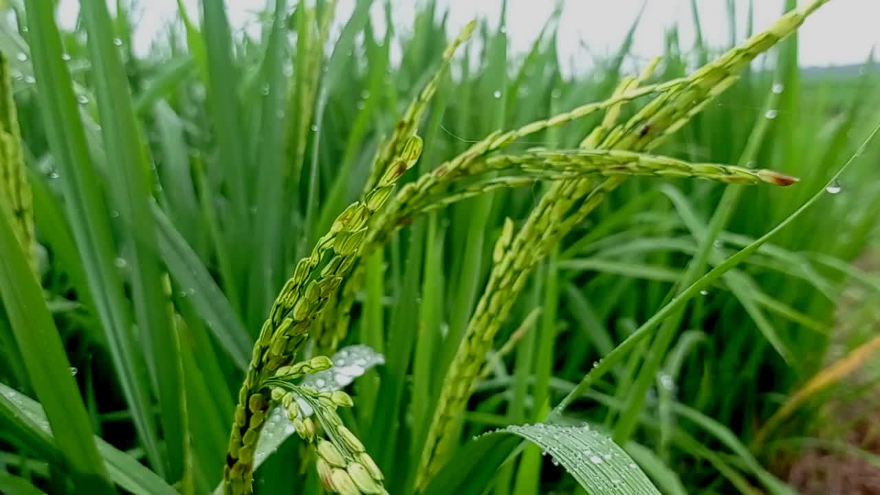 稻田里的水稻视频素材