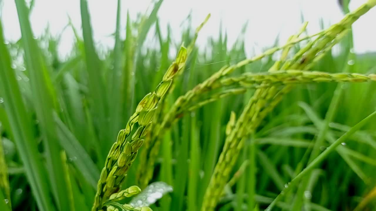 稻田里的水稻视频素材