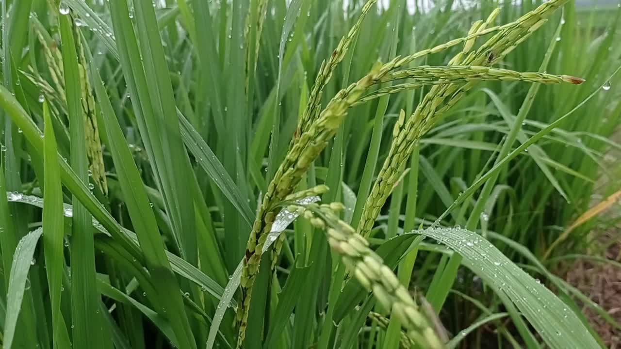 稻田里的水稻视频素材