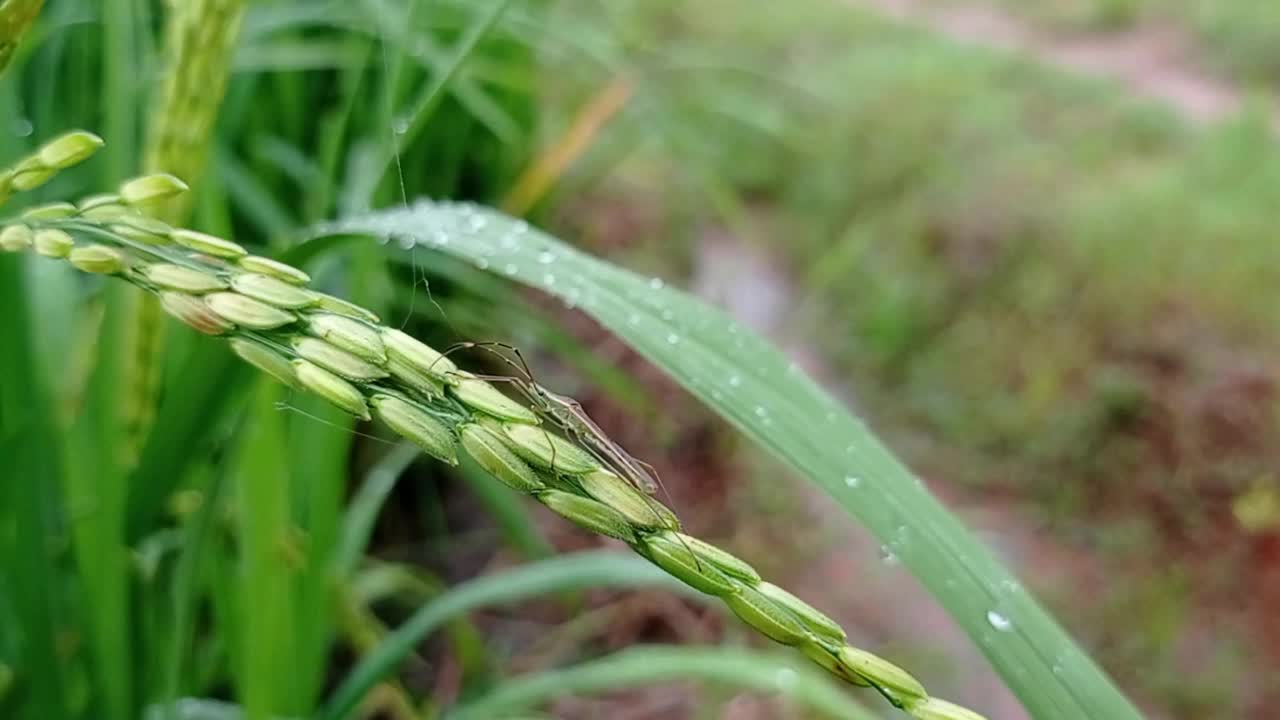 长在稻田里的水稻，谷粒上有一只昆虫视频素材