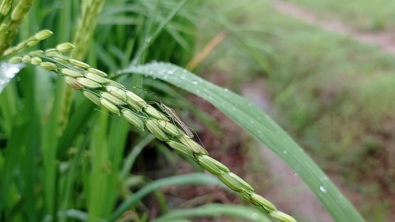 长在稻田里的水稻，谷粒上有一只昆虫视频素材