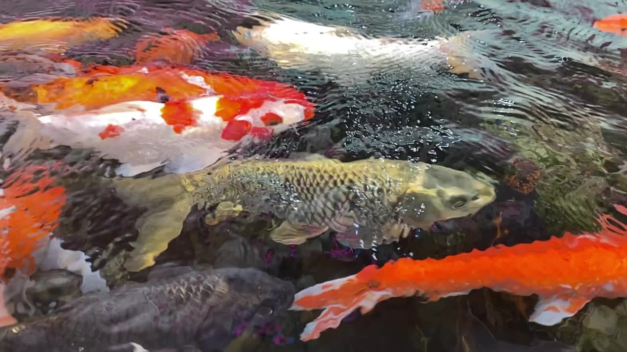 鱼池中游动的各种锦鲤或鲤鱼视频素材