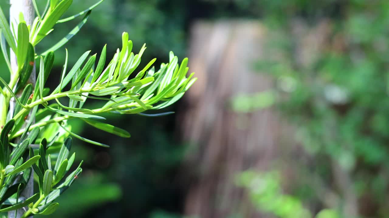 在那空那育种植竹竹视频素材