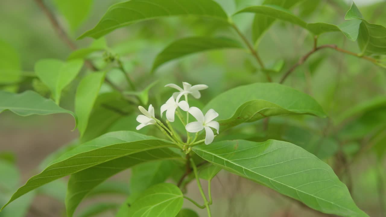 在宁静的自然环境中，白色的花朵盛开在充满活力的绿叶中视频素材