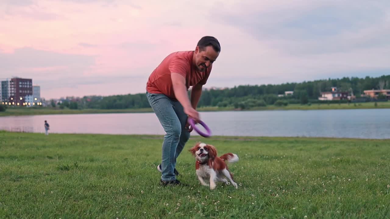 骑士查尔斯国王猎犬和他的主人在湖边的草坪上玩橡皮圈玩得很开心视频素材