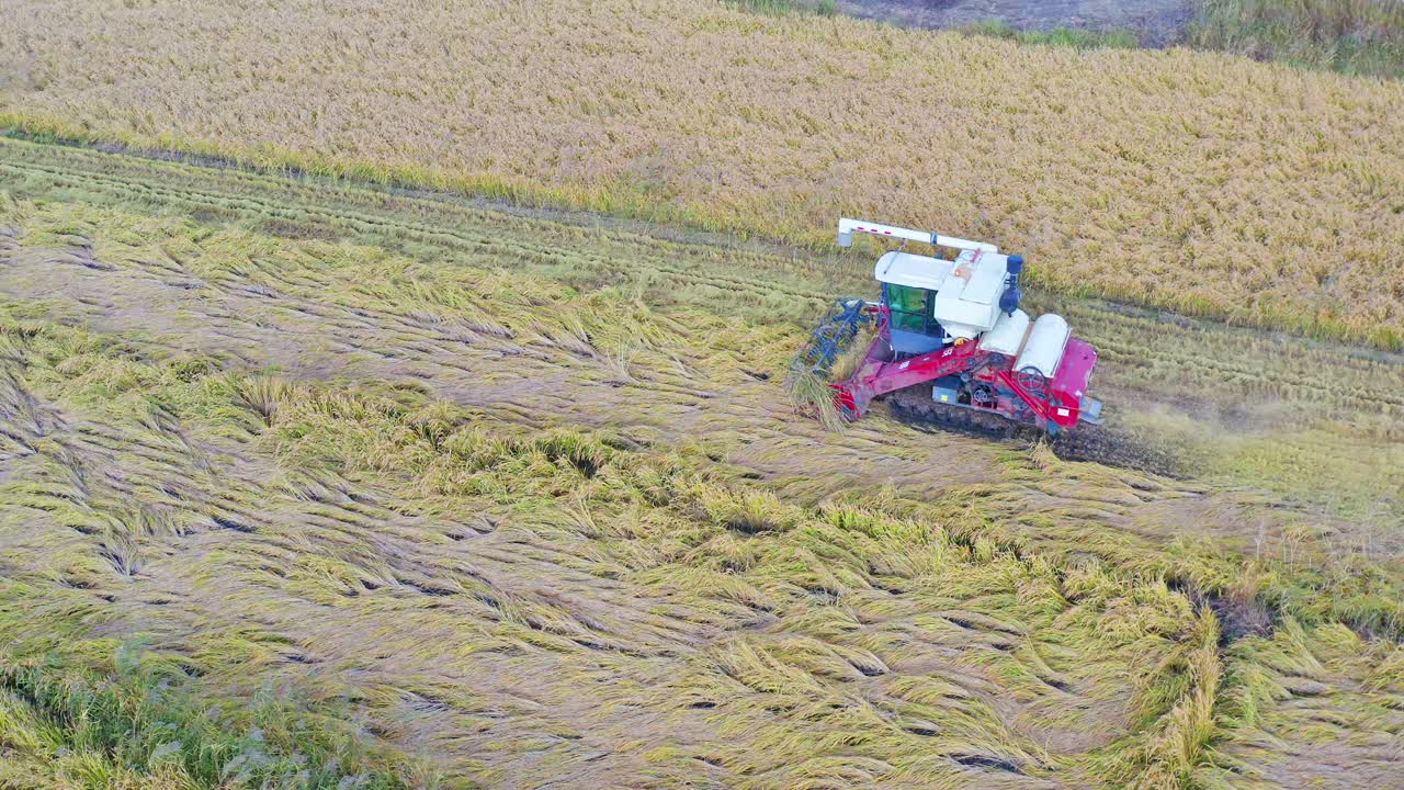 鸡西市兴开湖农场的收割机收割水稻的航拍照片视频下载