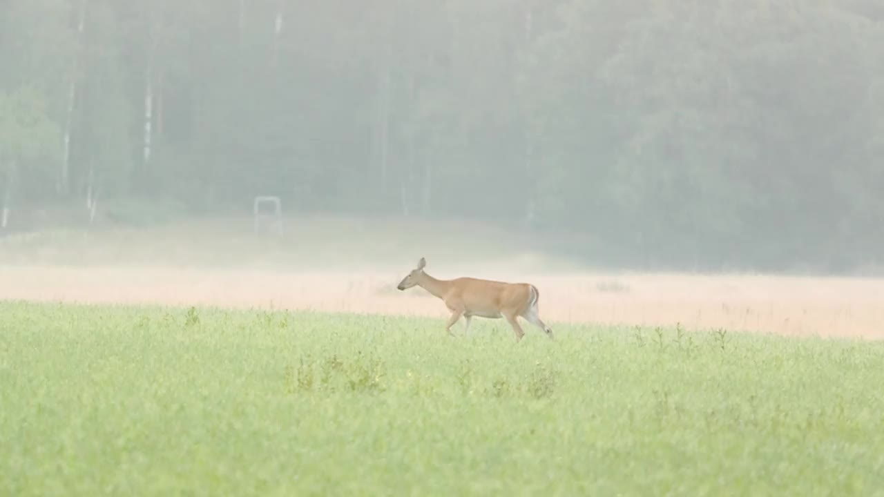 草原上的野鹿视频下载