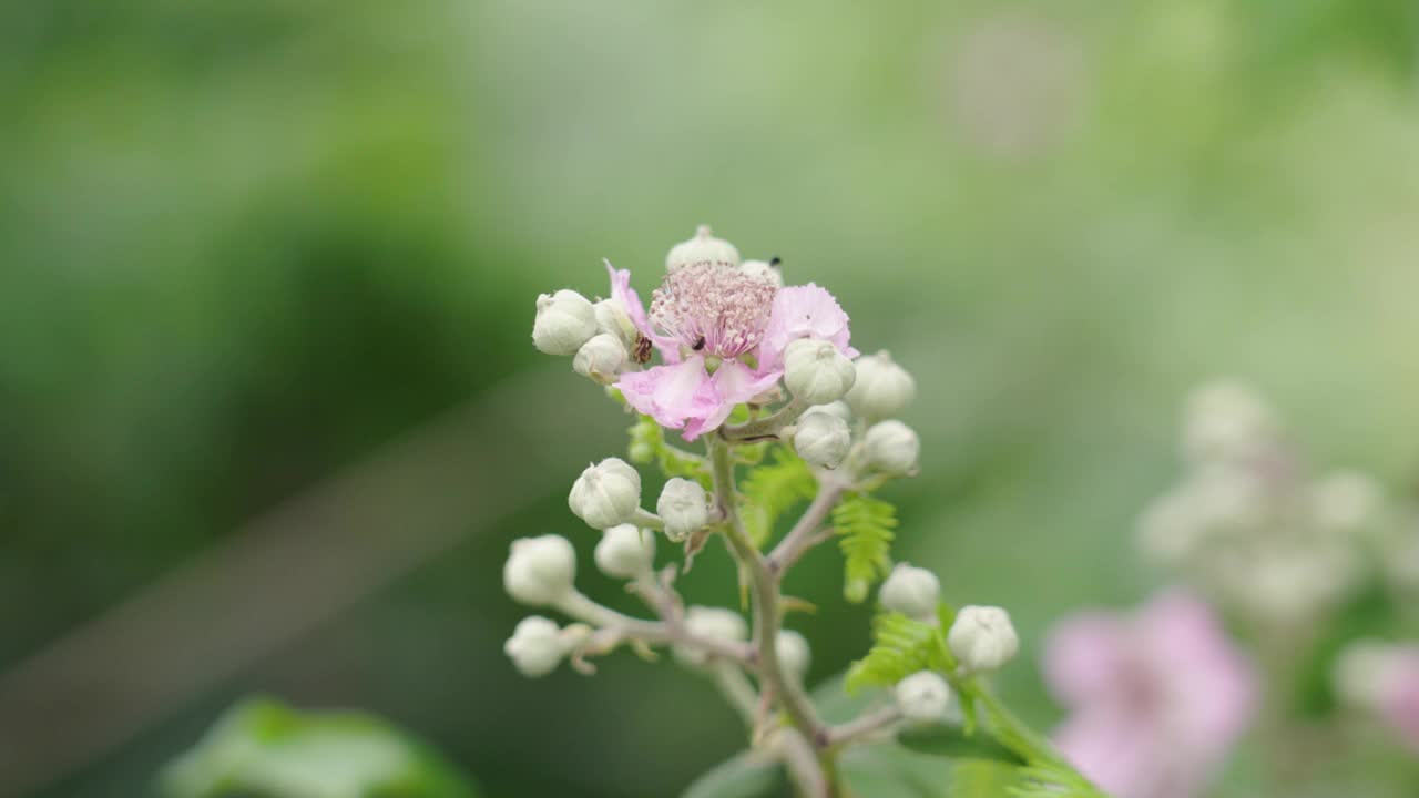 一朵野生蓝莓的单枝，开着娇嫩的粉红色花朵和绿色嫩芽，在夏日绽放，花瓣上有一只昆虫视频素材