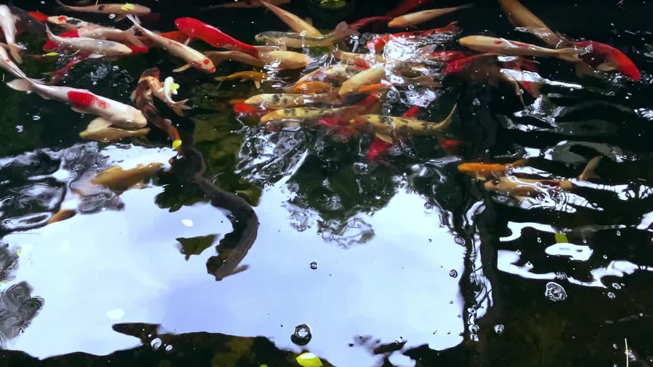 多色锦鲤(鲤鱼)鱼在池塘里游泳。视频素材