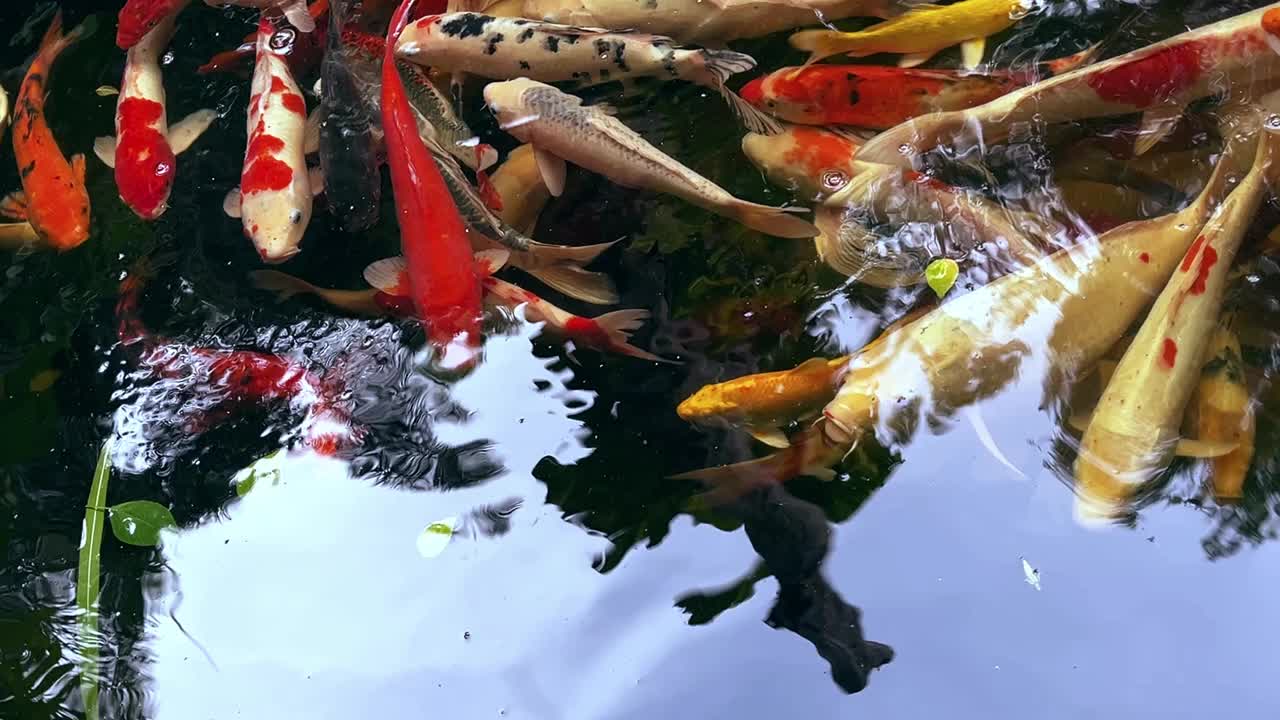 多色锦鲤(鲤鱼)鱼在池塘里游泳。视频素材