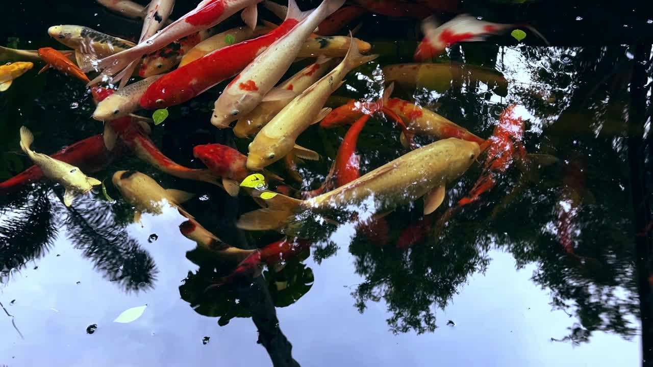 多色锦鲤(鲤鱼)鱼在池塘里游泳。视频下载