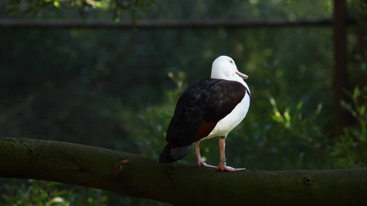 Radjah Shelduck在墨尔本动物园视频素材