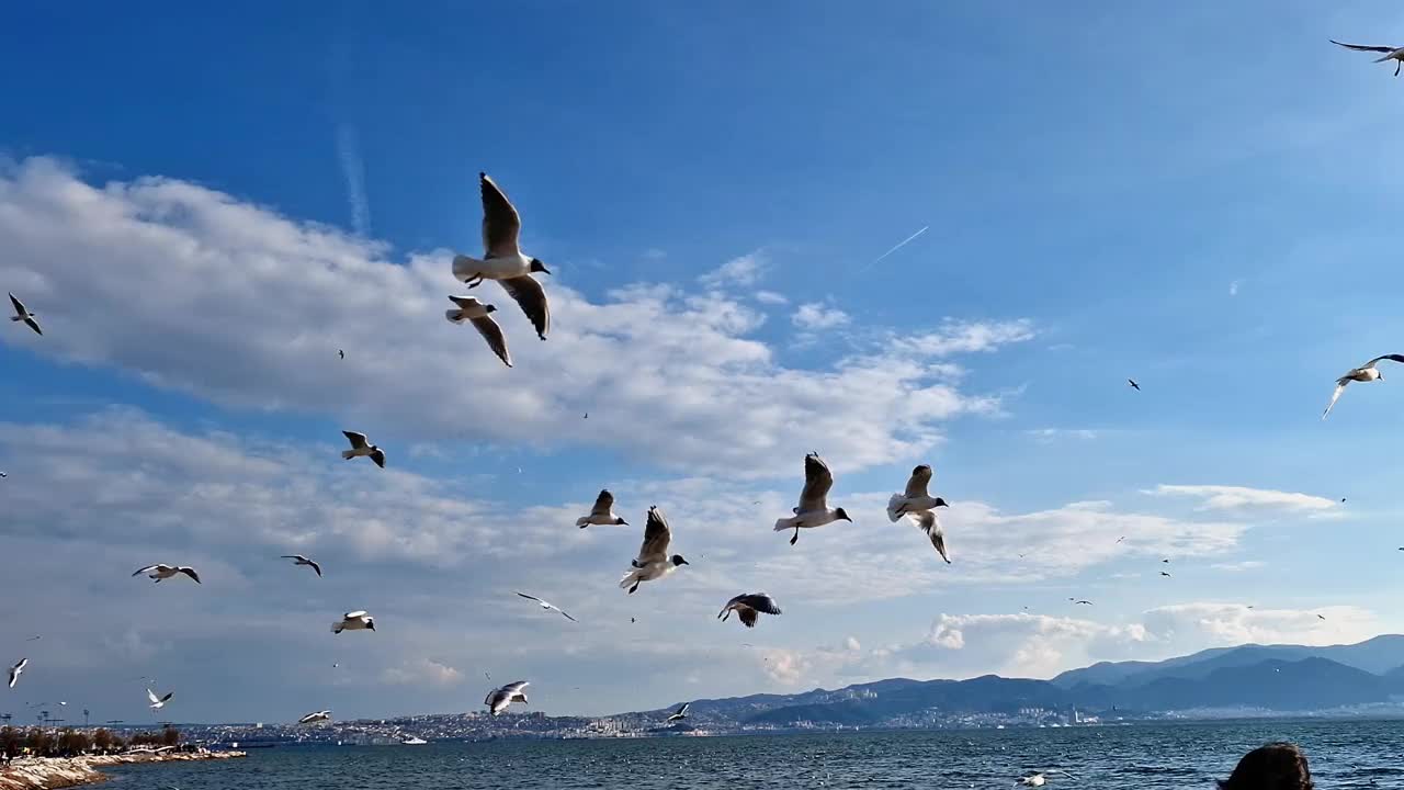 喂海鸥视频下载