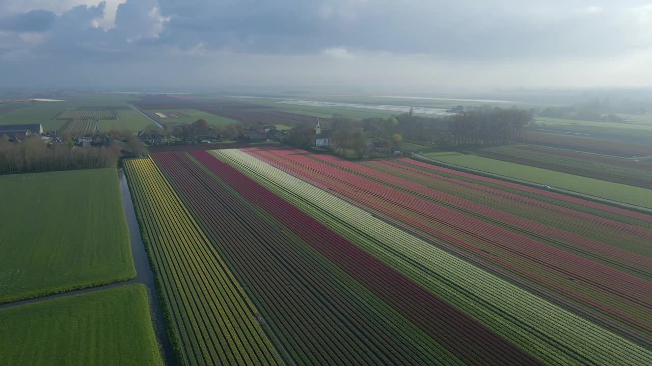 鸟瞰色彩缤纷的郁金香田在春天，Lisse，荷兰。视频素材