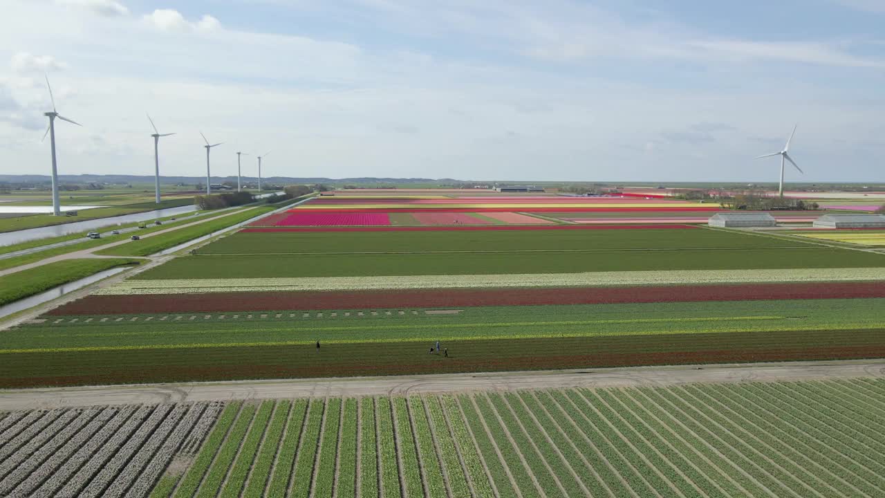 郁金香田鸟瞰图，风力涡轮机，运河，荷兰。视频素材