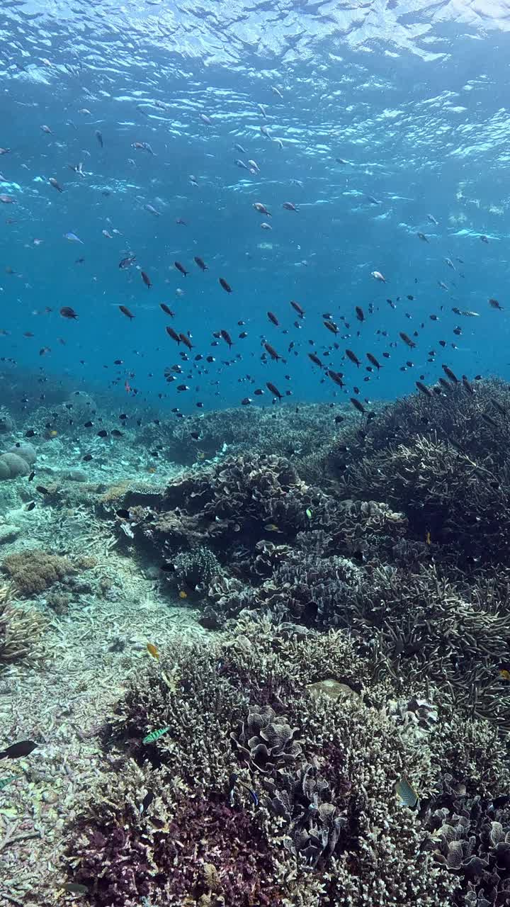 印度尼西亚的海洋生物视频素材