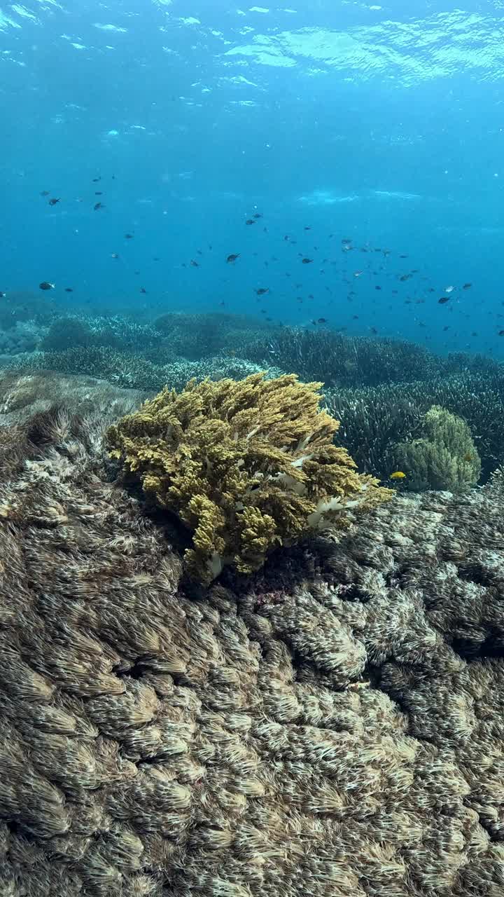 印度尼西亚的海洋生物视频素材