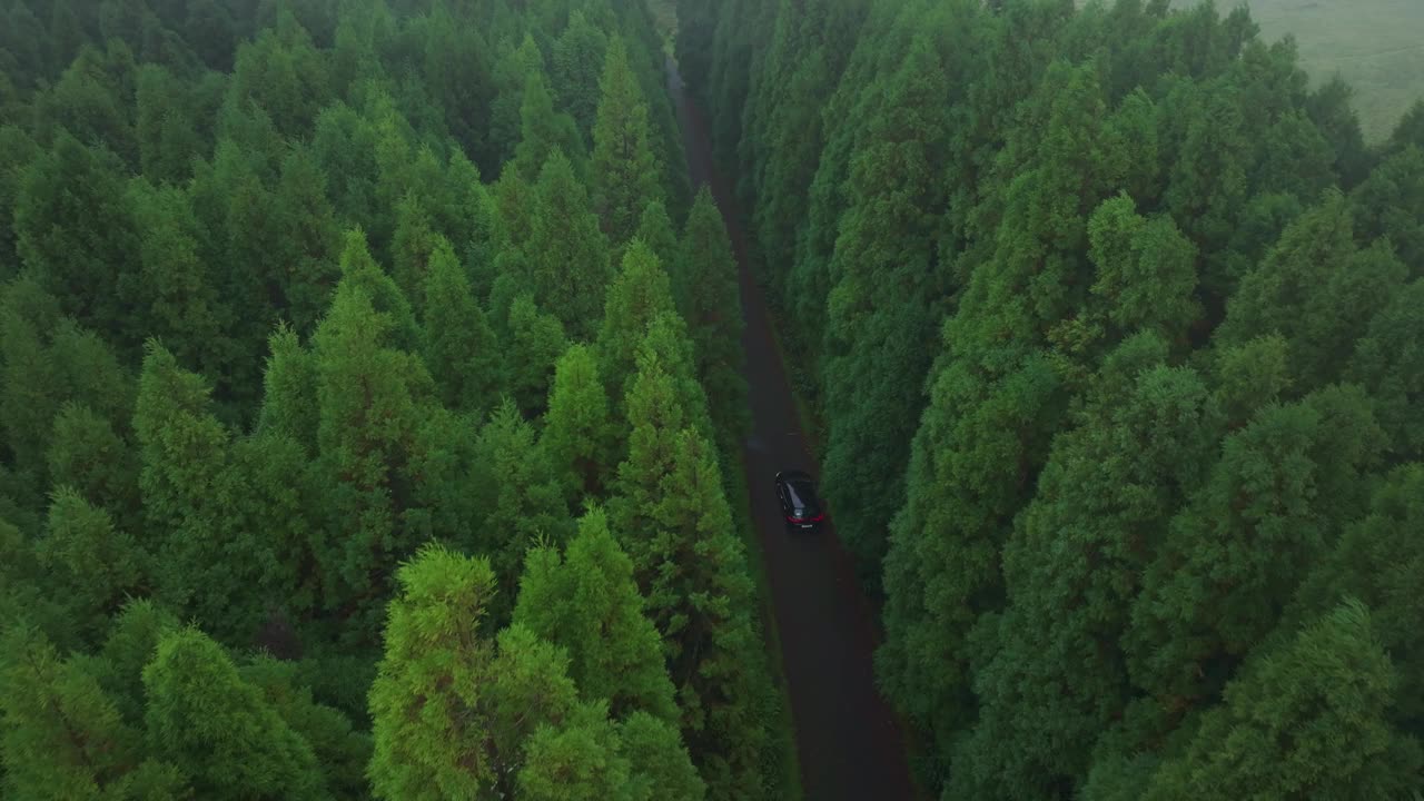 航拍的忧郁的森林，道路和汽车，葡萄牙。视频素材