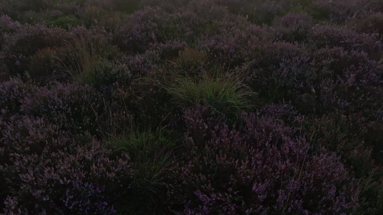 鸟瞰石南，紫色的雾，日出在树在巴克芬，荷兰。视频素材