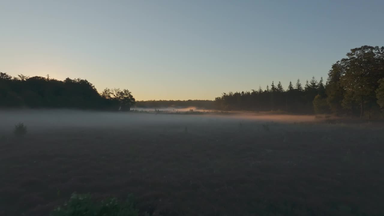 鸟瞰雾蒙蒙的日出在石南覆盖的森林，荷兰。视频素材