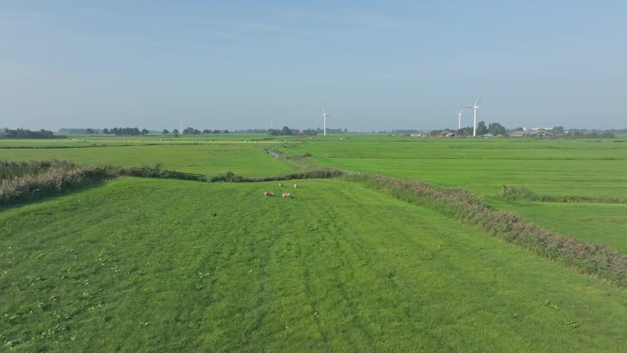 荷兰河边的草地鸟瞰图，草地上有绵羊和风力涡轮机。视频素材