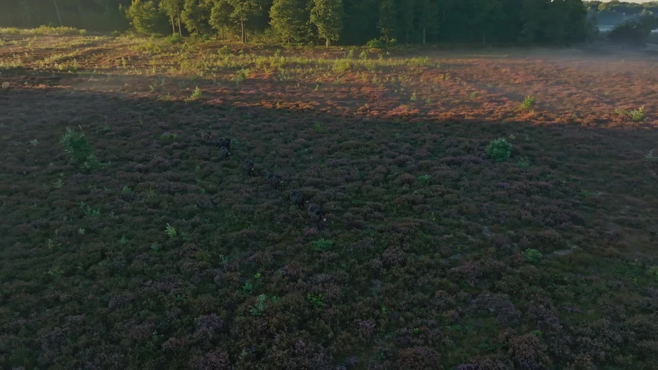 鸟瞰荷兰日出时长满石南的乡村。视频素材