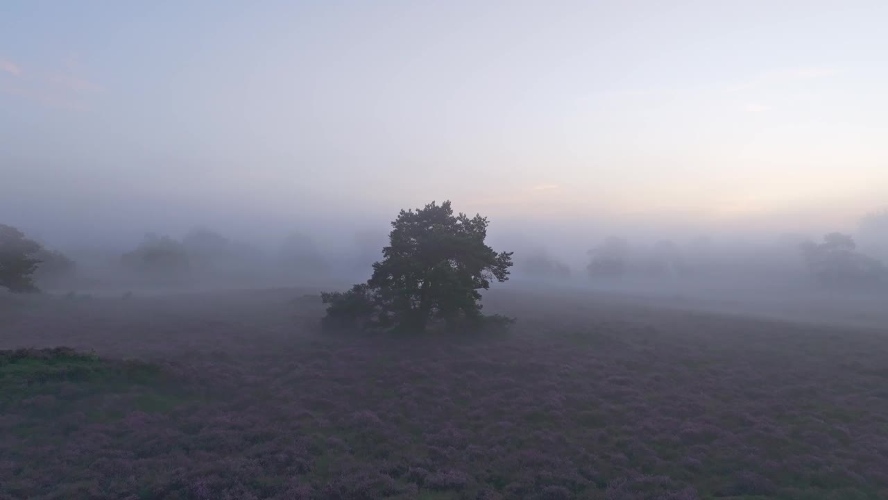 荷兰，雾蒙蒙的早晨，鸟瞰石南、雾、日出和树木。视频素材