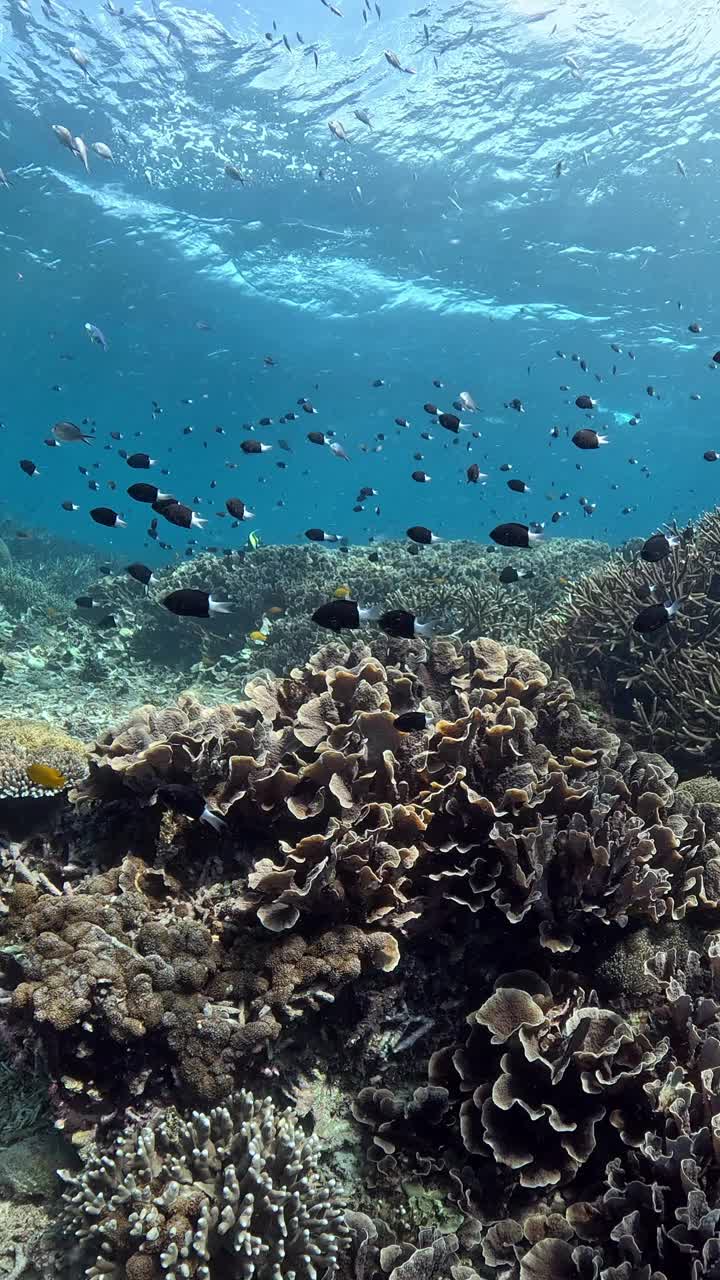 印度尼西亚的海洋生物视频素材