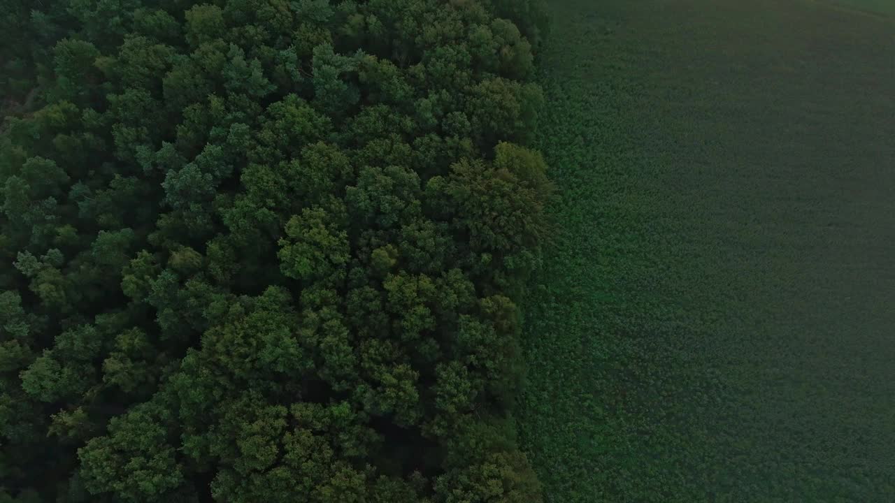 荷兰，清晨，雾蒙蒙的森林和宁静的湖泊鸟瞰图。视频素材