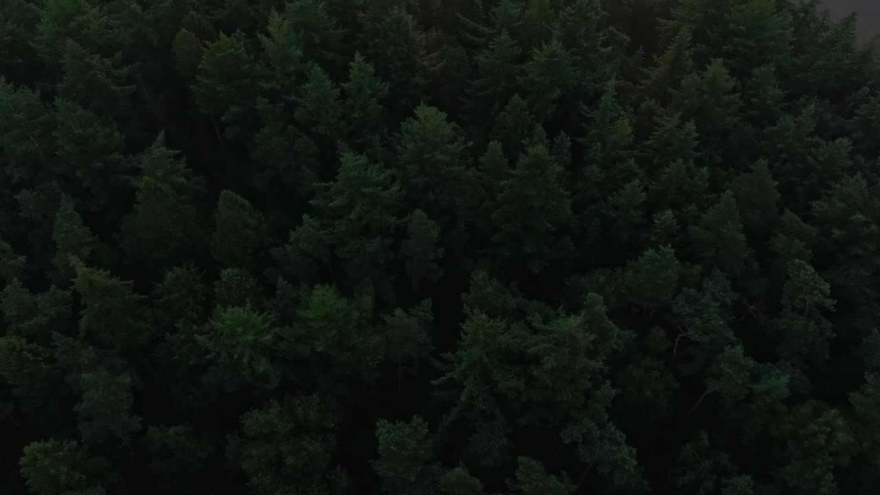 荷兰，日出时雾蒙蒙的森林鸟瞰图。视频素材