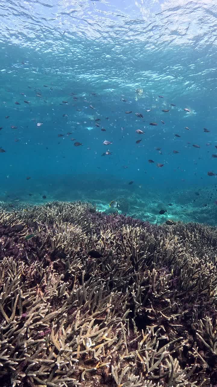 印度尼西亚的海洋生物视频素材