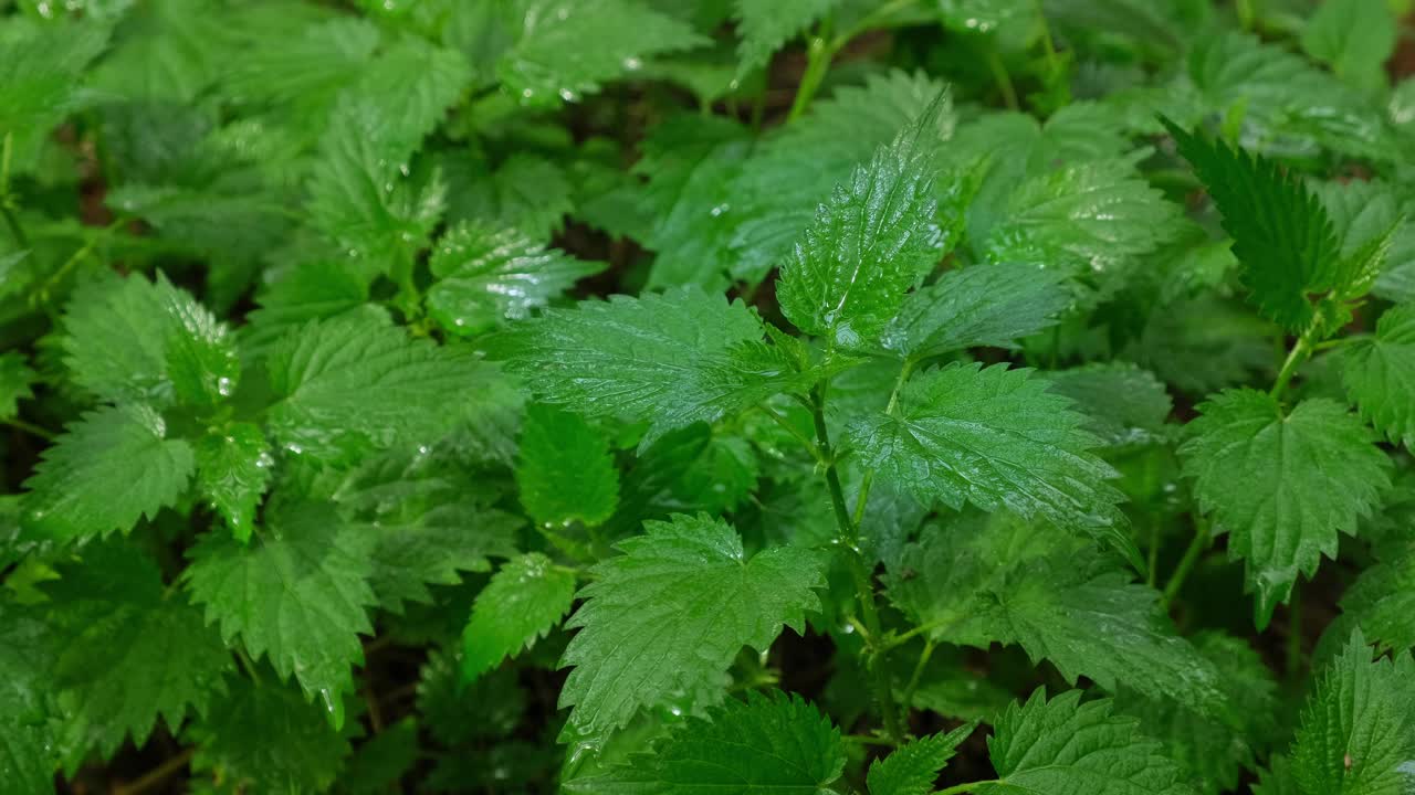 雨中的荨麻背景。生长在森林中的湿荨麻植物特写。春雨中的新鲜荨麻。自然背景视频下载