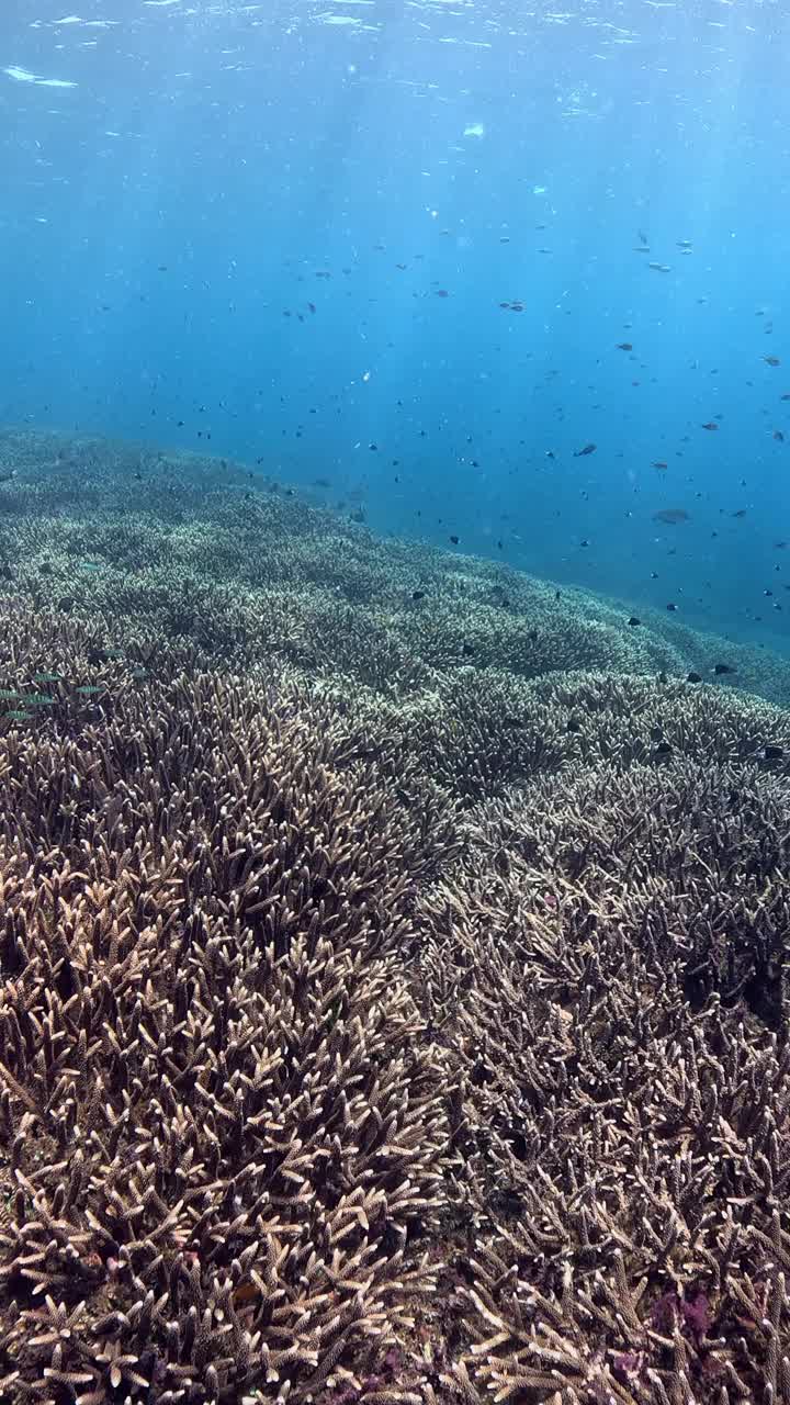 印度尼西亚的海洋生物视频素材