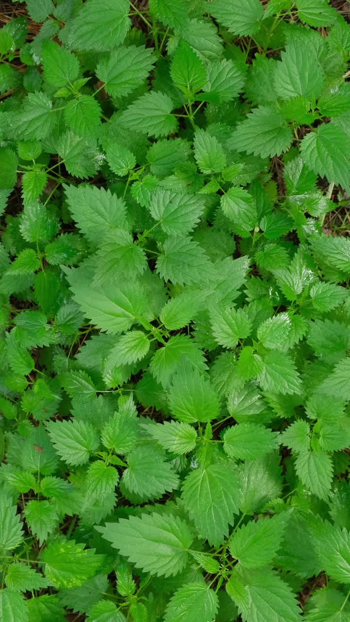 雨中的荨麻背景。生长在森林中的湿荨麻植物特写。春雨中的新鲜荨麻。自然背景视频素材