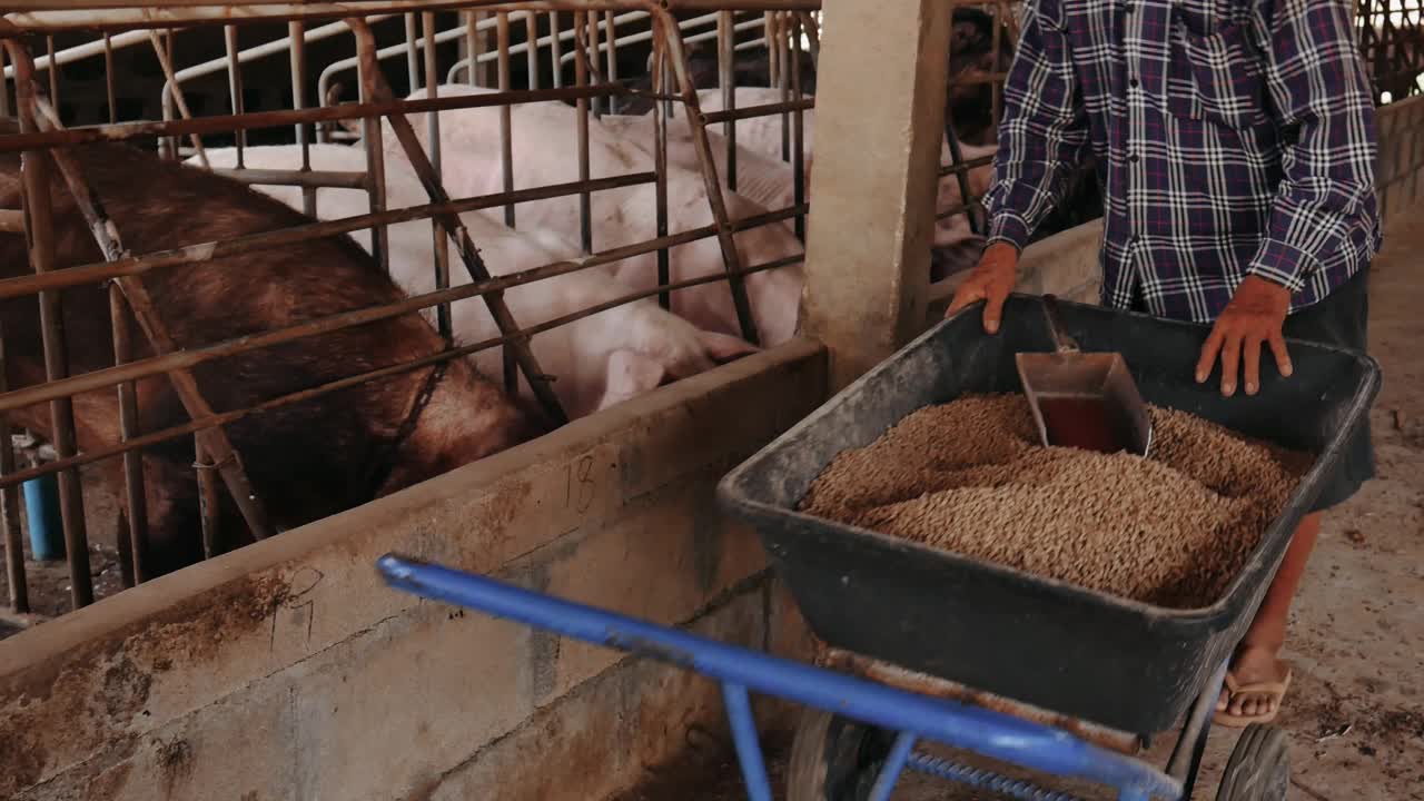 养猪户正在给养猪场喂食。在农村养猪场饲养牲畜的男性农民。视频素材