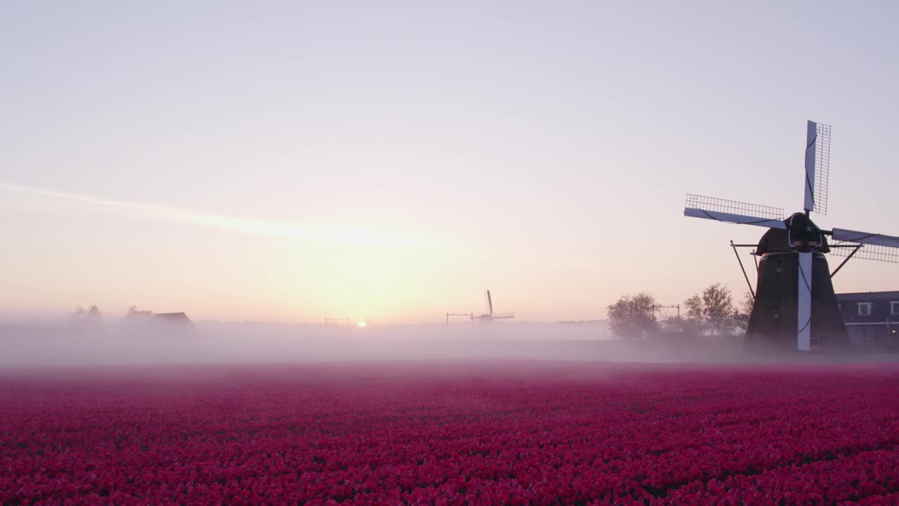 荷兰，日出时郁金香田和风车的鸟瞰图。视频素材