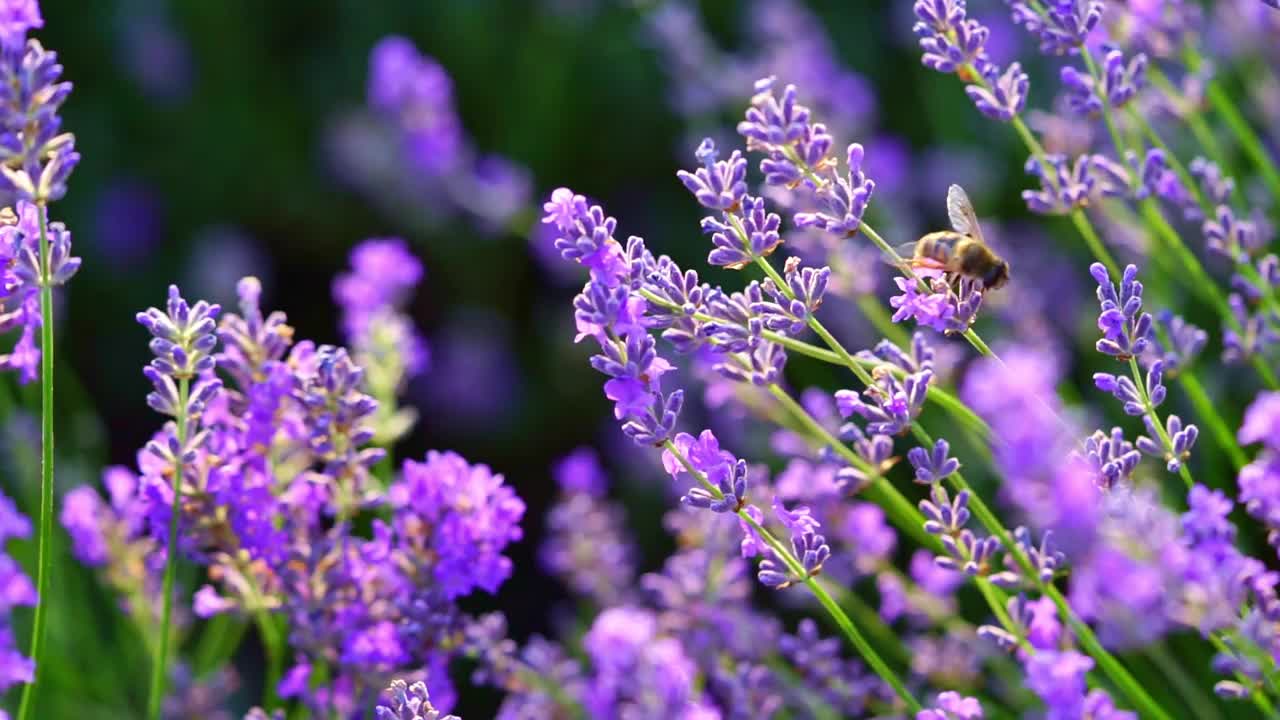 薰衣草花丛中的蜜蜂。自然背景，特写。视频素材