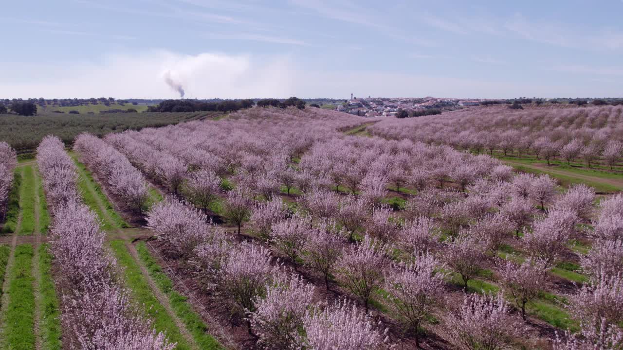 鸟瞰盛开的杏树在果园的田野，奥迪维拉斯，葡萄牙。视频素材