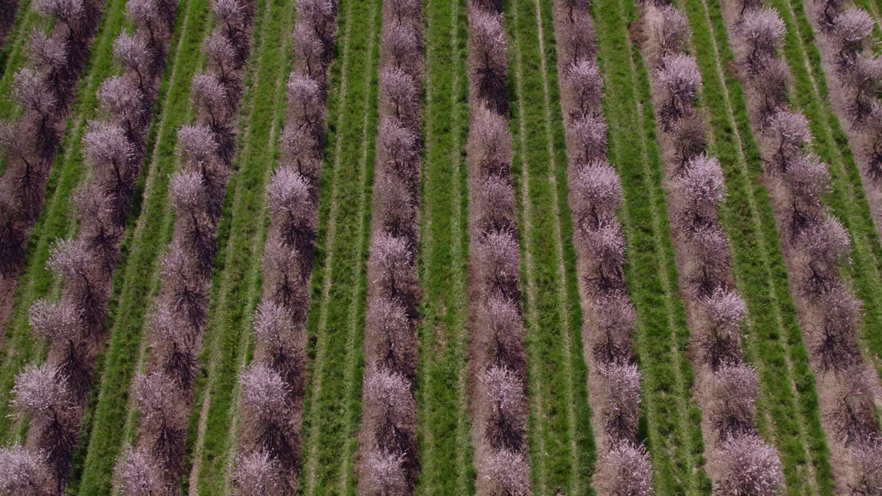 鸟瞰成排开花的杏树，Odivelas, Beja，葡萄牙。视频素材