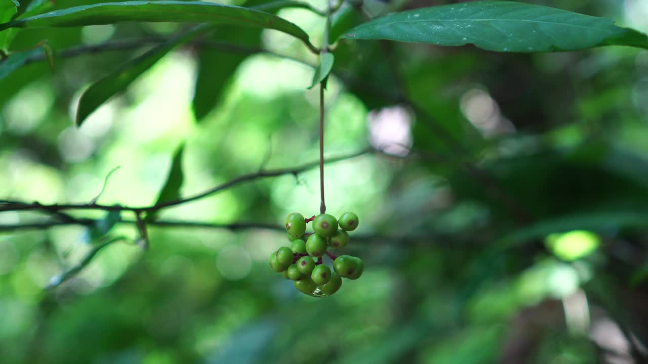 青心草果实视频下载