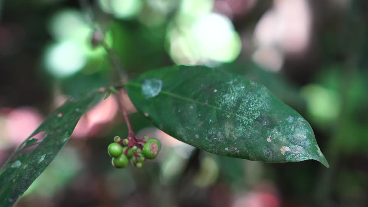 绿心草绿果视频素材