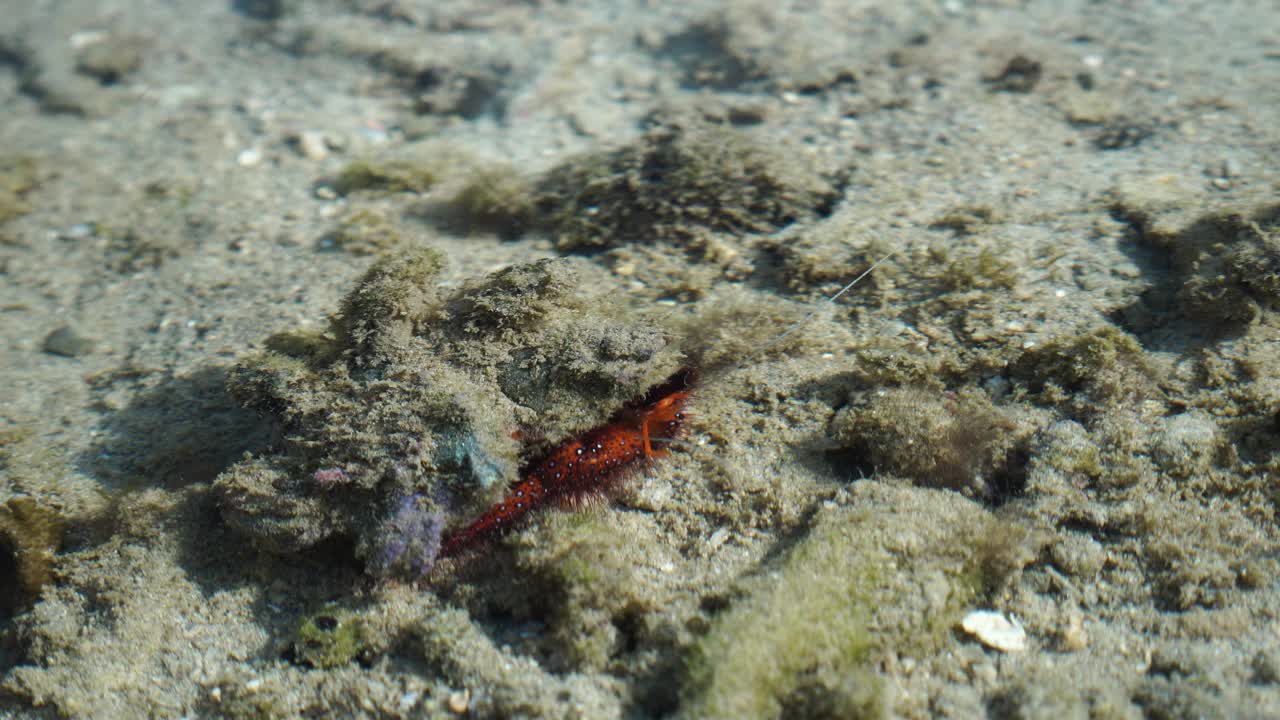 浅水区的达达诺斯视频素材