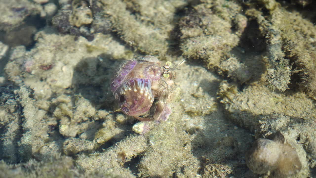 寄居蟹浅水中的海葵视频下载