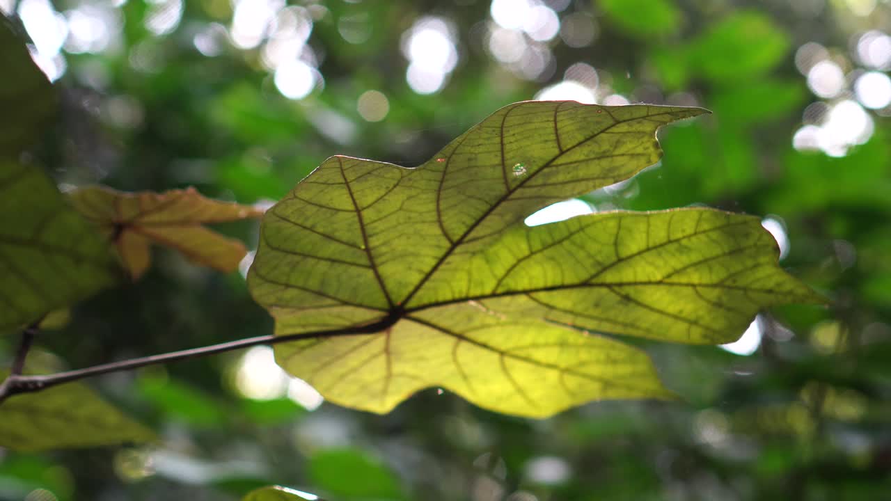 Macaranga巨型茶叶的特写视频下载