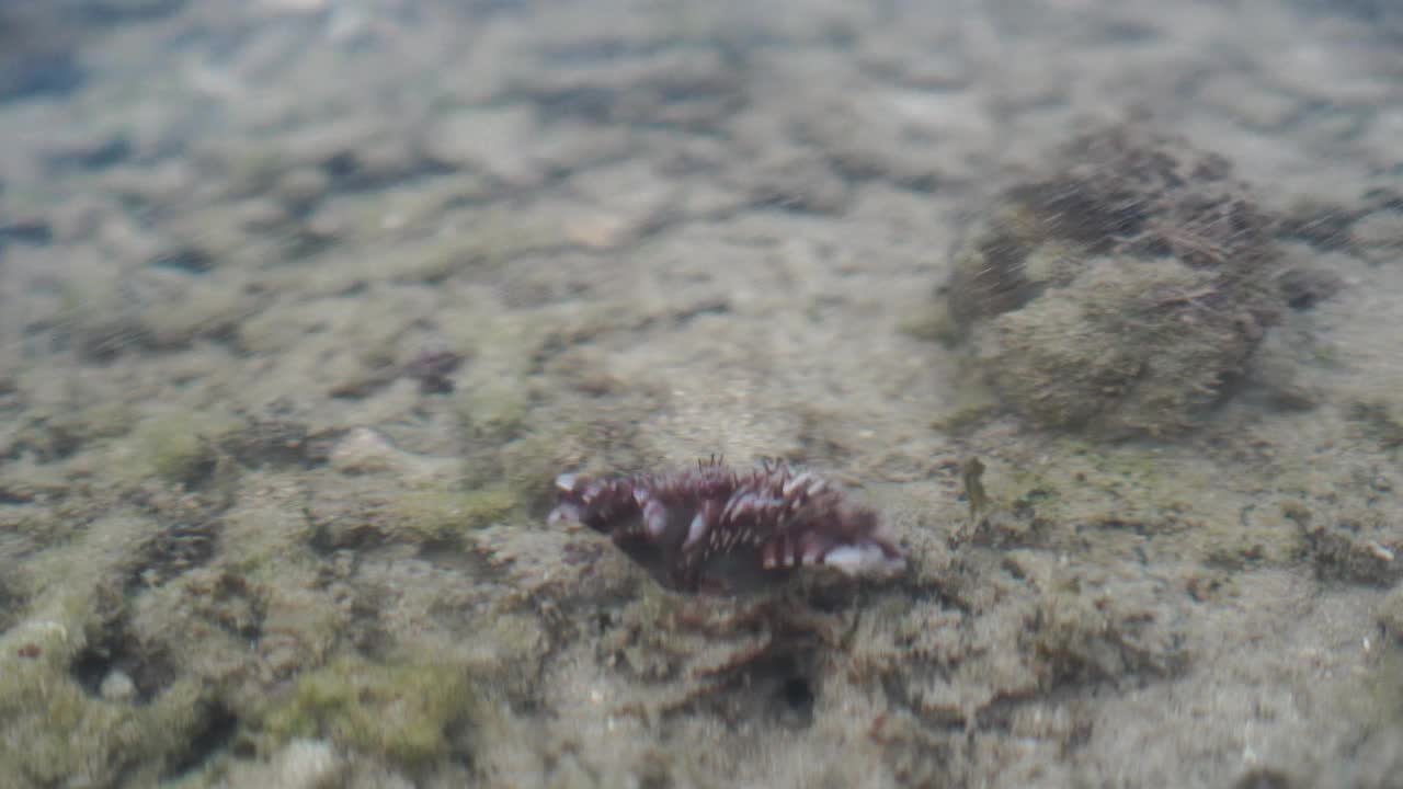 浅水下的鸡毛虫视频下载